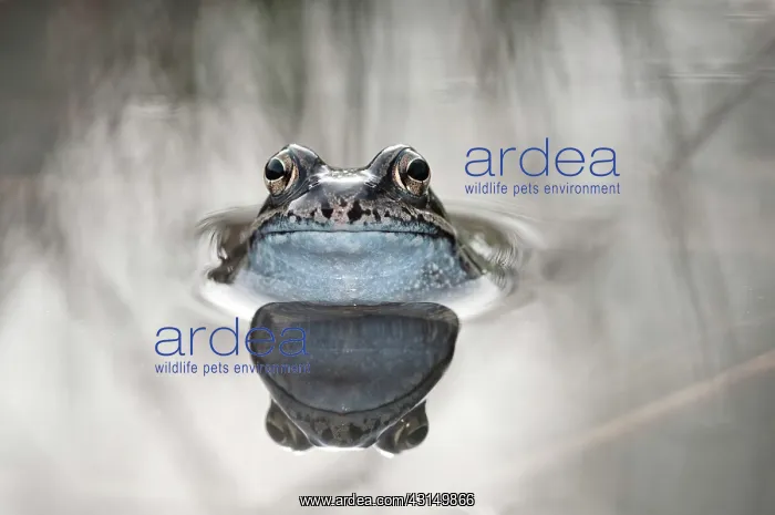 : Common Frog : Common Frog