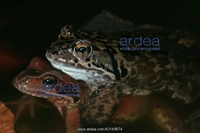 : Common Frog : Common Frog