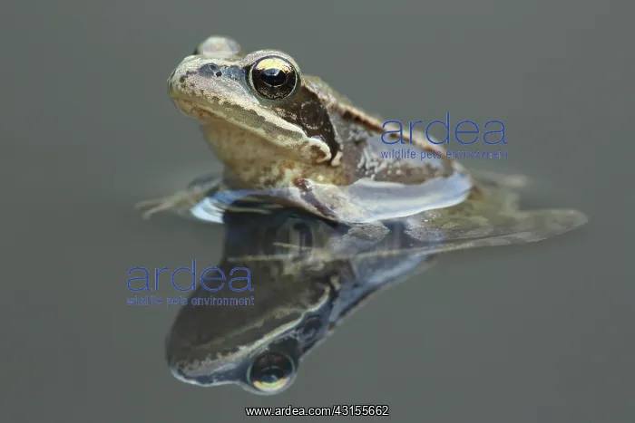 : Common Frog : Common Frog