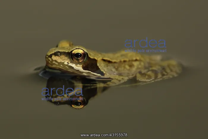 : Common Frog : Common Frog