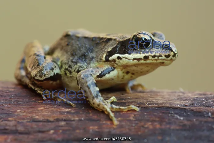 : Common Frog : Common Frog