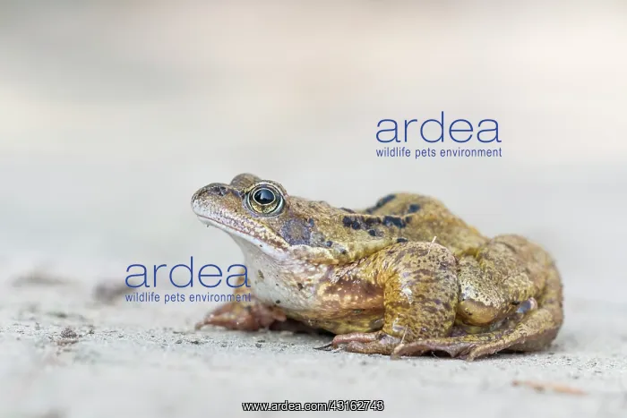 : Common Frog : Common Frog