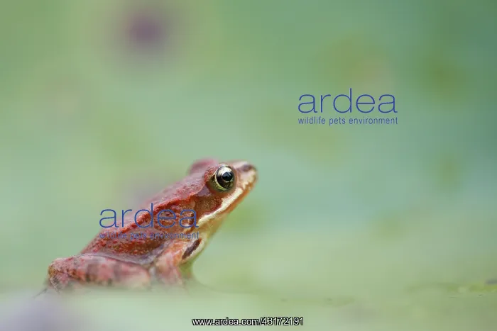 : Common Frog : Common Frog