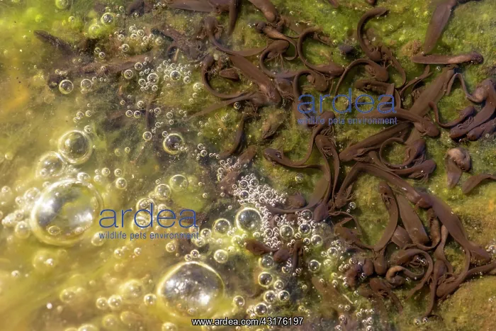 : Common Frog : Common Frog