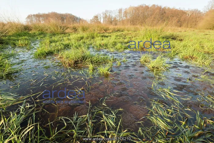 : Common Frog : Common Frog