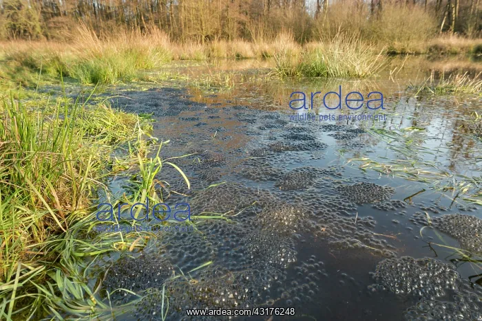 : Common Frog : Common Frog