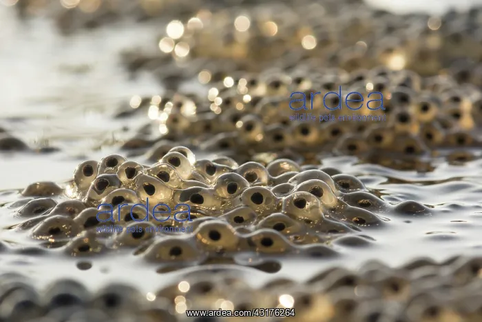: Common Frog : Common Frog