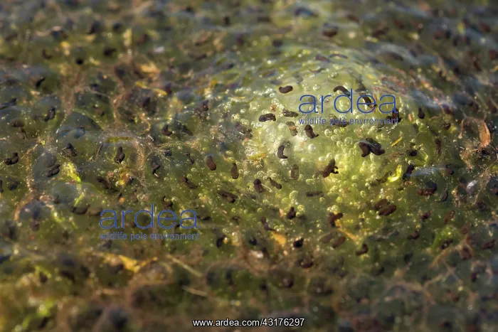 : Common Frog : Common Frog