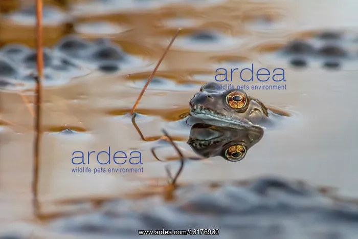 : Common Frog : Common Frog