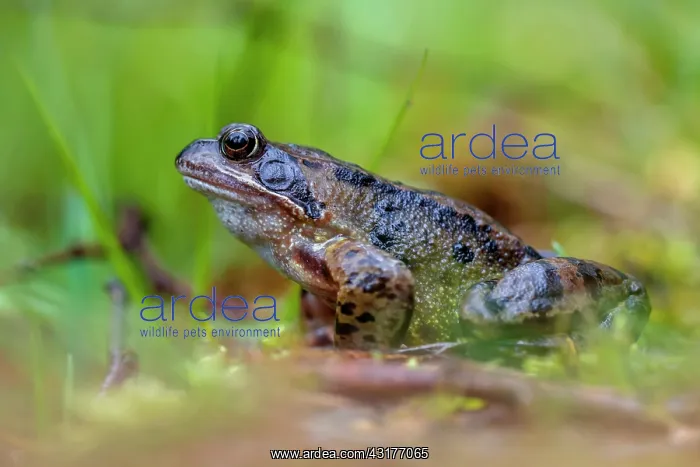 : Common Frog : Common Frog