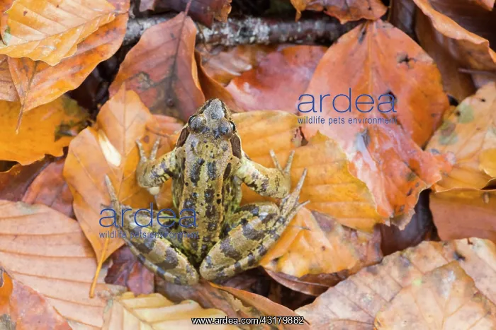 : Common Frog : Common Frog
