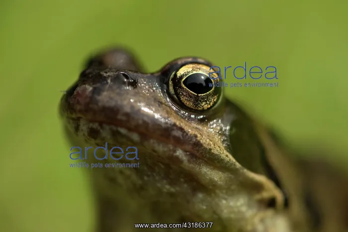 : Common Frog : Common Frog