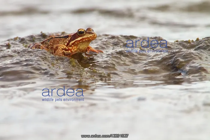 : Common Frog : Common Frog