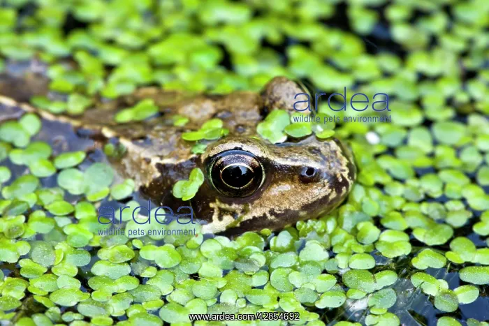 : Common Frog - adult in garden pond with duckweed : Common Frog - adult in garden pond with duckweed
