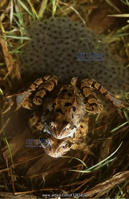 : COMMON FROG - breeding pair with eggs : COMMON FROG - breeding pair with eggs