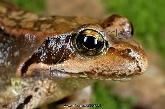 : Common Frog - close-up : Common Frog - close-up