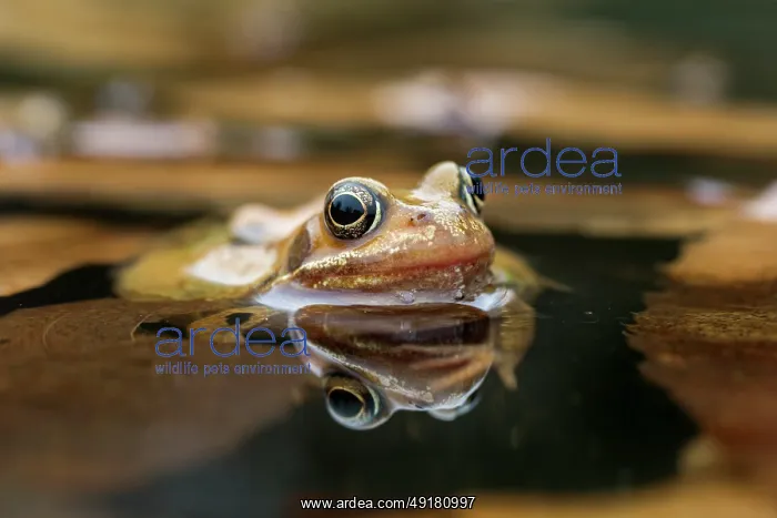  : Common Frog - Female - in Water - UK