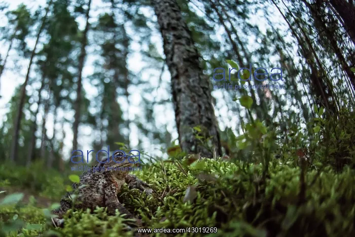  : Common Frog in the forest
