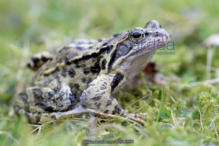 : Common Frog - in garden : Common Frog - in garden