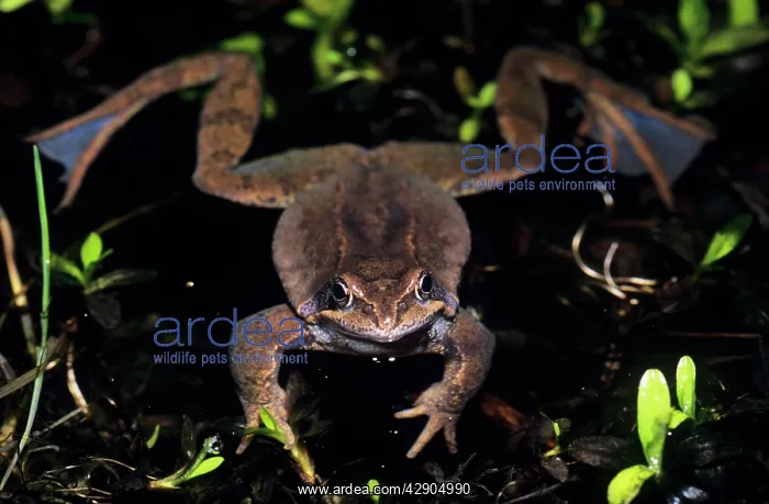 : Common FROG - In garden pond : Common FROG - In garden pond