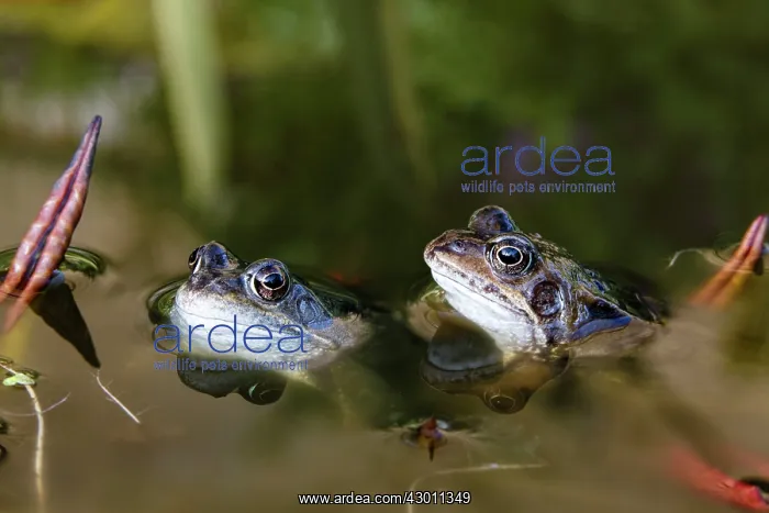 : Common Frog in garden pond County Durham, UK : Common Frog in garden pond County Durham, UK