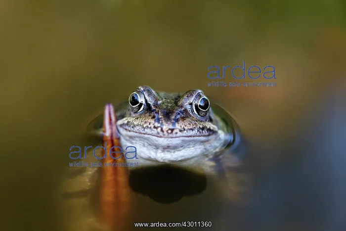 : Common Frog in garden pond County Durham, UK : Common Frog in garden pond County Durham, UK