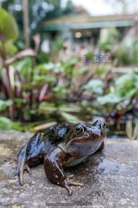 : Common Frog - Heligan - Cornwall - UK : Common Frog - Heligan - Cornwall - UK