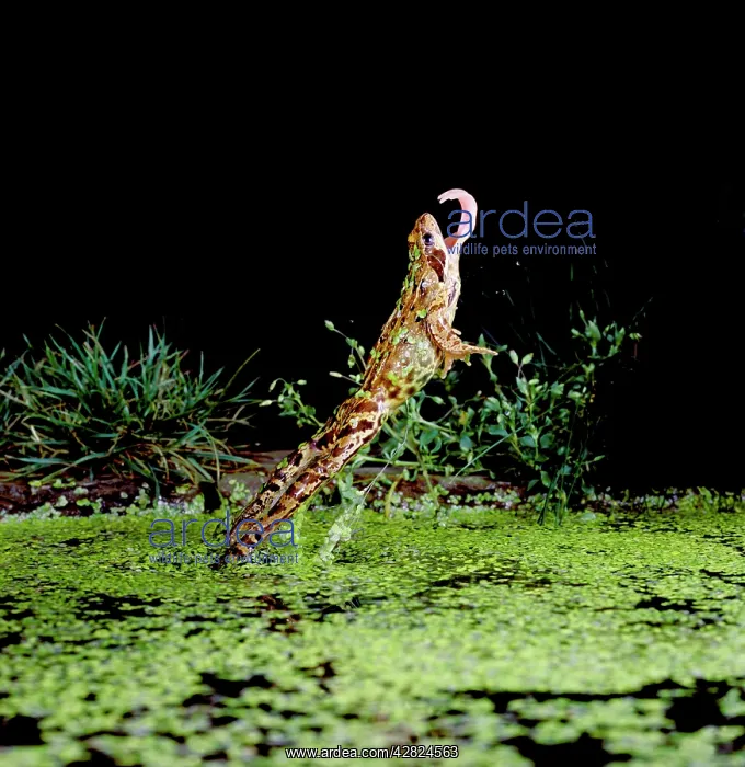 : Common Frog - jumping upright, tongue extended : Common Frog - jumping upright, tongue extended