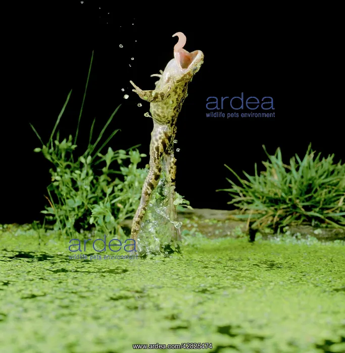 : Common Frog - Jumping upright, side view, tongue extended : Common Frog - Jumping upright, side view, tongue extended