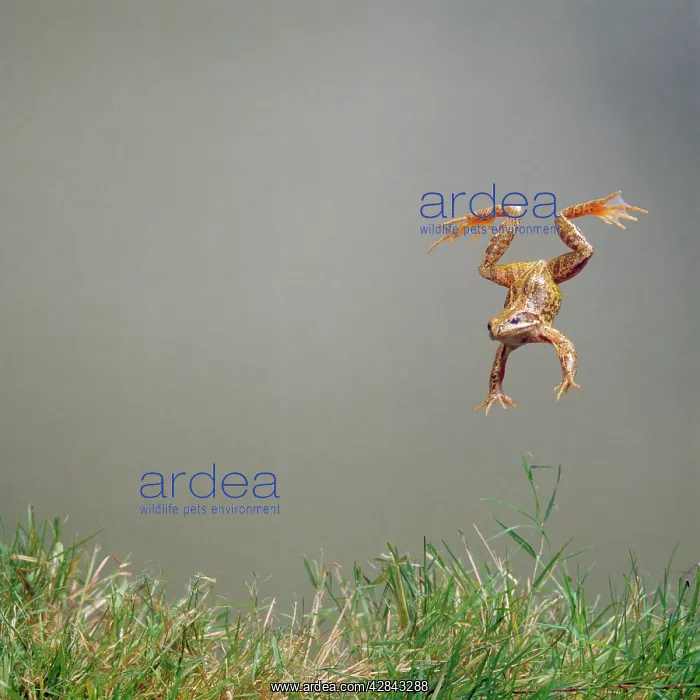 : Common Frog - leaping : Common Frog - leaping