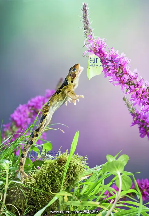 : Common frog - leaping to take brimstone butterfly : Common frog - leaping to take brimstone butterfly