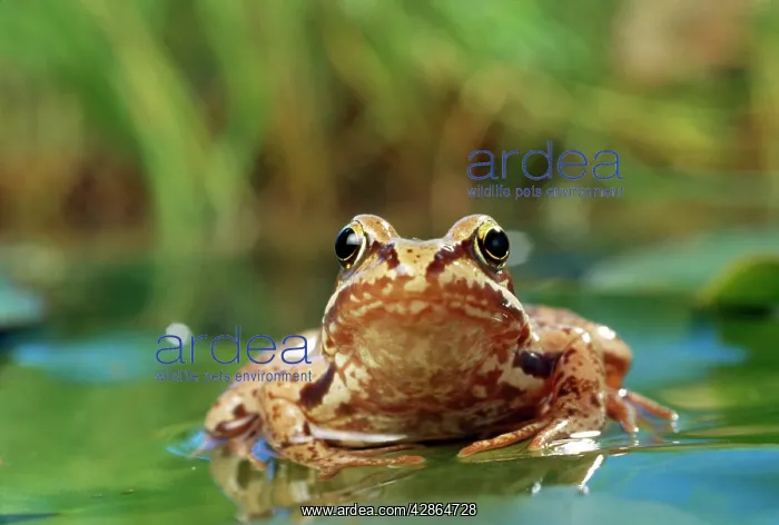 : COMMON FROG - ON LILY PAD : COMMON FROG - ON LILY PAD