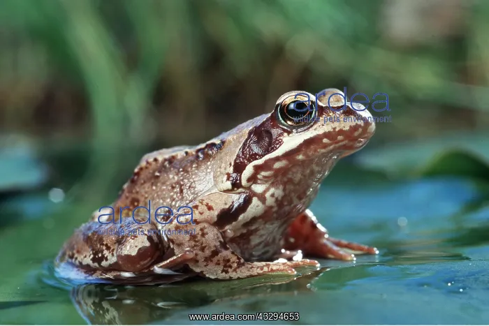 : COMMON FROG - on lily pad : COMMON FROG - on lily pad