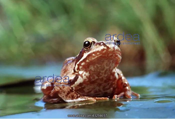 : COMMON FROG - ON LILY PAD : COMMON FROG - ON LILY PAD