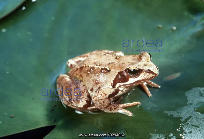  : COMMON FROG - ON LILY PAD