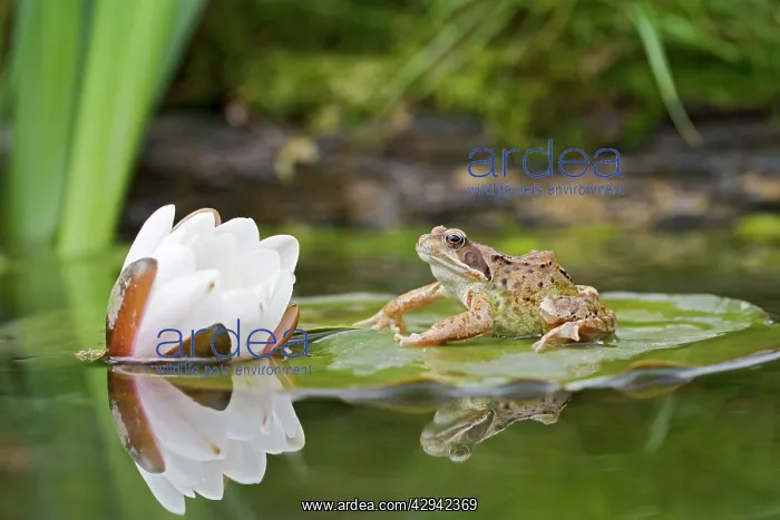  : Common frog - on lily pad with reflection