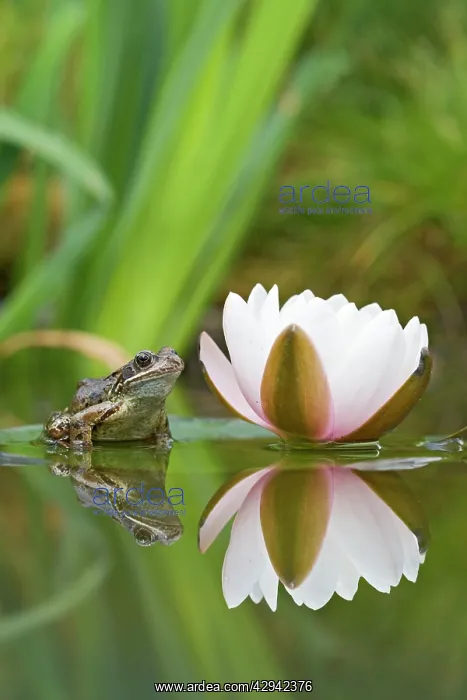 : Common frog - on lily pad with reflection : Common frog - on lily pad with reflection