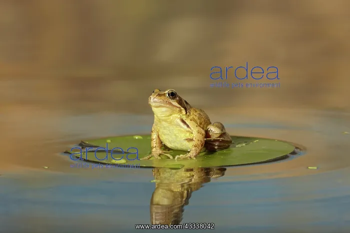 : Common Frog - on lily pad - with reflection : Common Frog - on lily pad - with reflection
