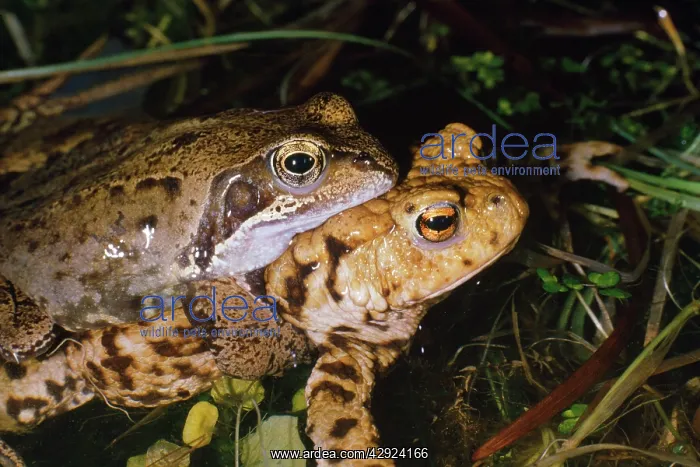 : Common Frog - male found mating (amplexus) with : Common Frog - male found mating (amplexus) with