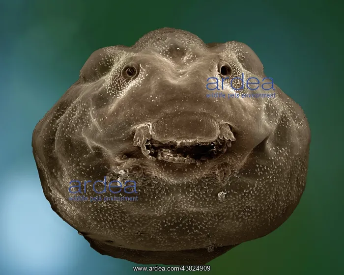 : Common Frog - mid stage of tadpole development : Common Frog - mid stage of tadpole development
