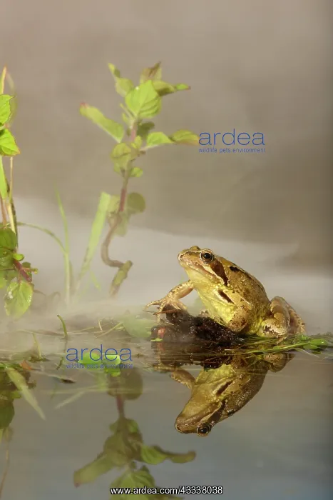 : Common Frog - in mist - with reflection : Common Frog - in mist - with reflection