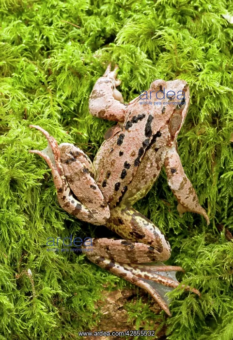 : Common Frog - on mossy log in old woodland : Common Frog - on mossy log in old woodland