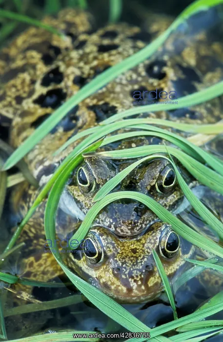 : Common Frog - Pair in amplexus : Common Frog - Pair in amplexus