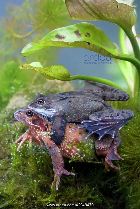 : Common frog - Pair in amplexus photographed underwater : Common frog - Pair in amplexus photographed underwater