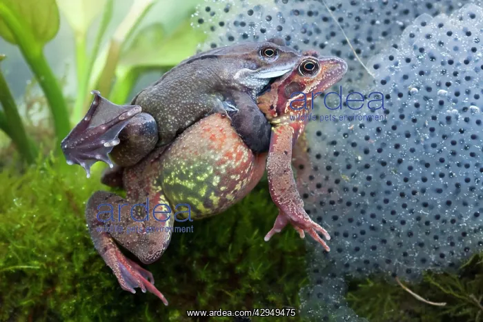 : Common frog - Pair in amplexus photographed underwater : Common frog - Pair in amplexus photographed underwater