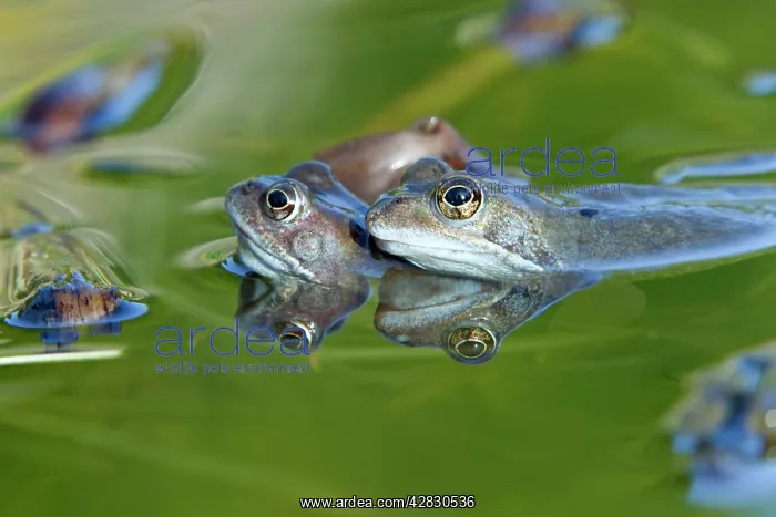 : Common Frog - in pond : Common Frog - in pond