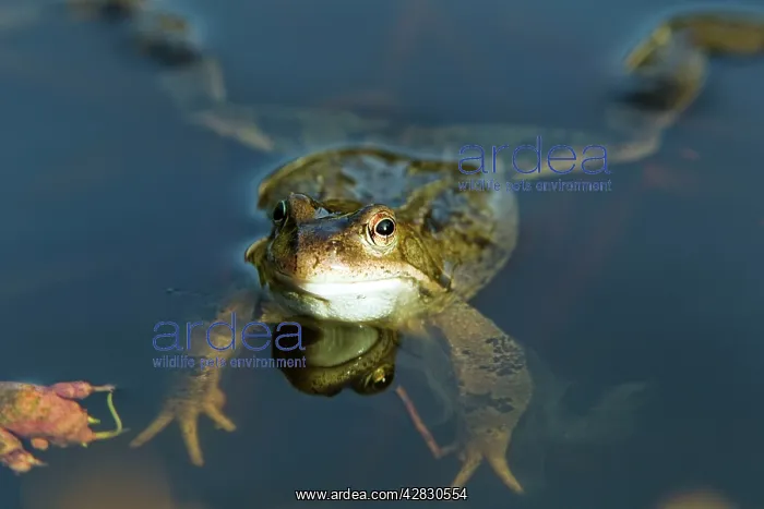 : Common Frog - in pond : Common Frog - in pond