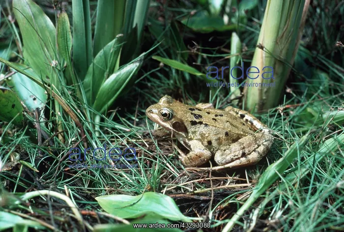 : COMMON FROG - in pond habitat : COMMON FROG - in pond habitat