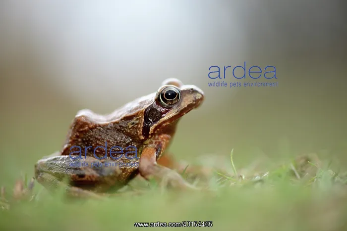 : Common Frog (Rana temporaria) : Common Frog (Rana temporaria)
