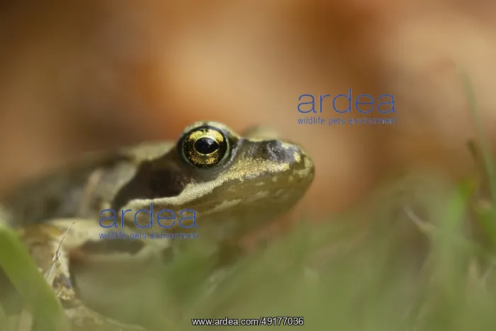 : Common frog (Rana temporaria) adult amphibian on a garden grass lawn : Common frog (Rana temporaria) adult amphibian on a garden grass lawn